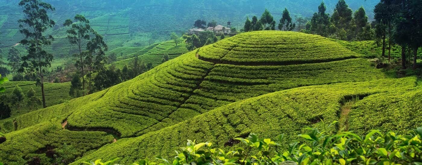 Tea-Plantations-Nuwara-Eliya-Sri-Lanka