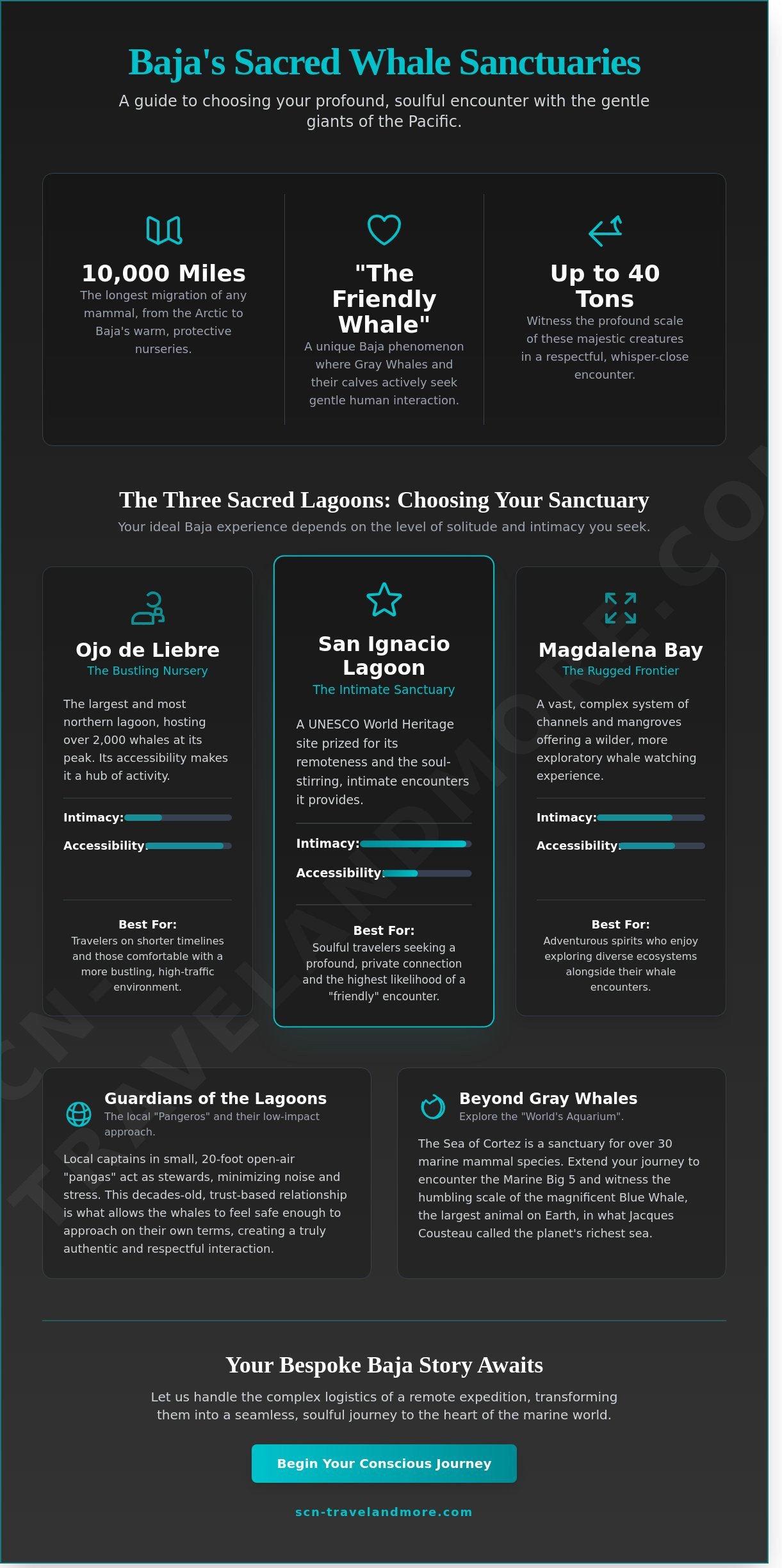 The Soul of the Sea: A Bespoke Guide to Baja Whale Watching in 2026